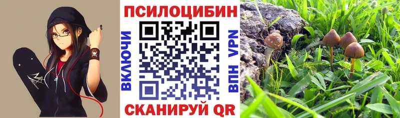 Псилоцибиновые грибы мицелий  купить закладку  Белинский 